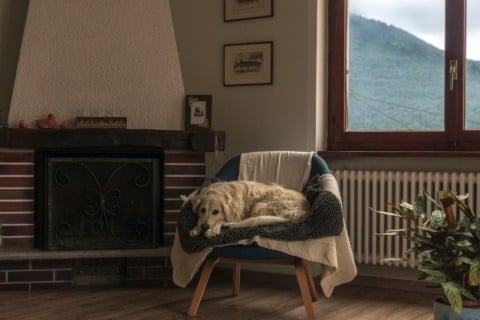 Câine așezat pe un fotoliu, într-o cameră întunecată